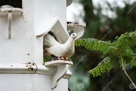 Bird Tame Dove Standing In White Cage Stock Image Image Of Cage