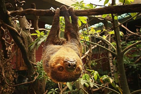 10 Things You Probably Didnt Know About Sloths