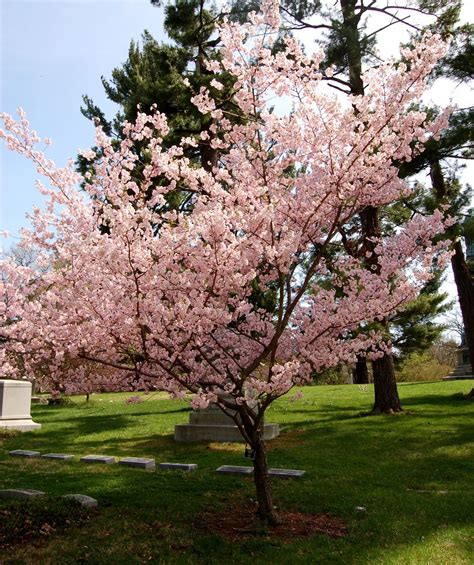 Prunus X Accolade 25 To 25 Full Sun Light Pink Blooms Weeping