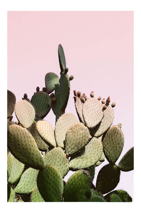 Large Pink Cactus Print Desert Succulent Unframed Cactus Print