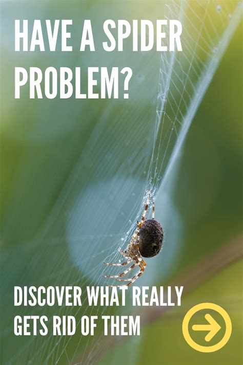 • find out how to get rid of spiders in the house and how to prevent spiders from coming in. Does peppermint oil repel spiders? - find out if it's true ...