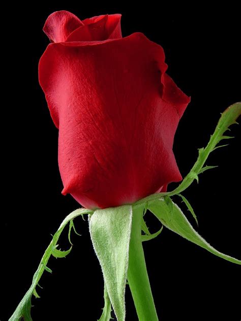 Romantic Red Rose Free Stock Photo Public Domain Pictures