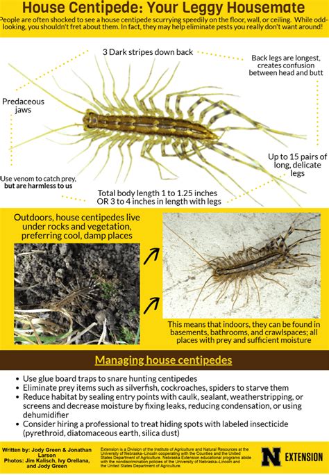 Wiggly And Wonderful House Centipedes Gro Big Red