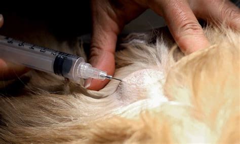 Lymphoma In Cats I Love Veterinary