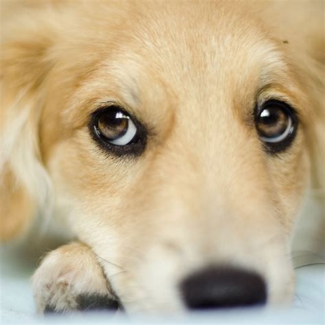Dog Eyes Have Evolved Baxterboo