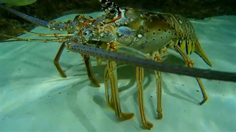 Meet Our Huge Florida Spiny Lobsters In The Coral Reef Tank Youtube