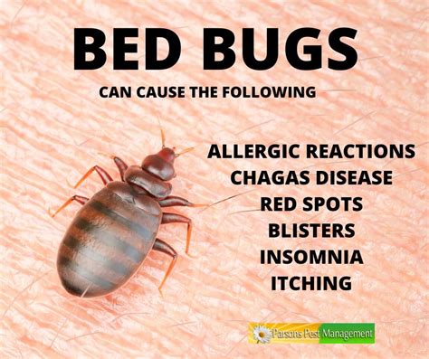 Some People Do Not React To Bedbug Bites While Others Experience An