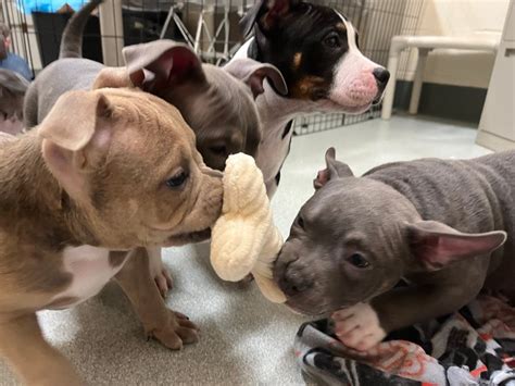 Salem Shelter Discounts Dog Adoptions After Fitchburg Puppy Surrender