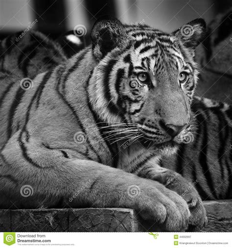 Closed Up Of Tiger In Black And White Tone Stock Photo