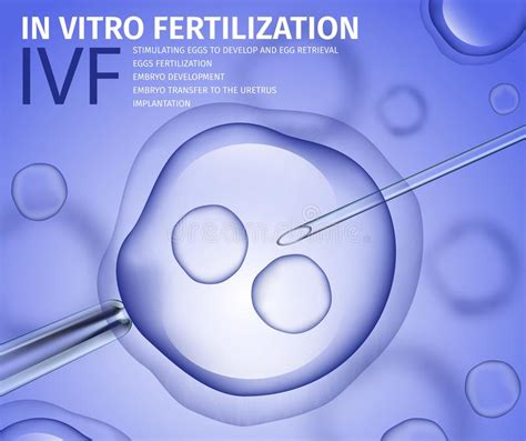 Proceso De La Fertilización En Ser Humano Ilustración Del Vector