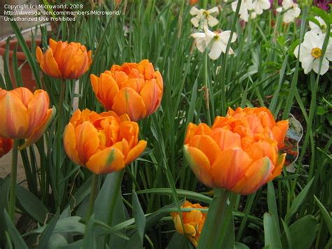 Plantfiles Pictures Double Late Tulip Peony Flowered Tulip Orange
