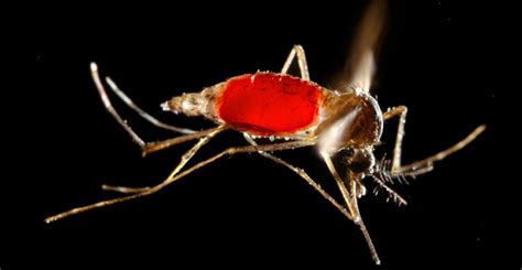 So wollen sie den trägen weiblichen stechmücken unfruchtbare. Zum Einsatz genetisch veränderter Moskitos gegen Malaria ...