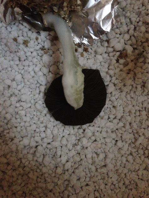 How to identify black mold. Help Identify! Black Mold or Spores Underneath Cap? (PICS ...