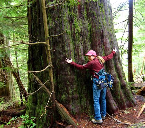 Pacific Northwest Seasons Pacific Northwest Old Growth Hikes Thunder