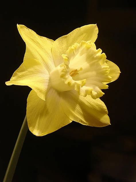 Fine Art Photography Tattoo Flowers Pin Image Repins Daffodils Fine