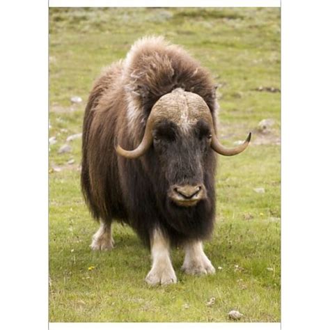 A0 119x84cm Musk Ox Rog 12558 Musk Ox Norway Only Wild