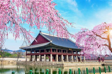 Gyeongbokgung Palace With Cherry Blossom In Spring Seoul In Kor Mushroom Travel