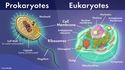 Bacteria, plant, and animal cells. What's the Difference Between Prokaryotic and Eukaryotic ...