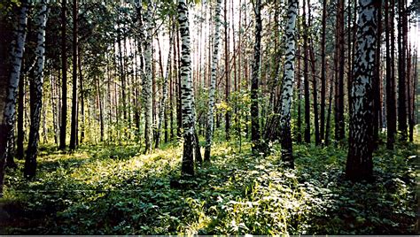 All About Gardening And Nature Akademgorodok Western Siberia Summer 2001