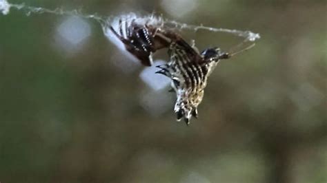 spikey silver spider micrathena gracilis bugguide