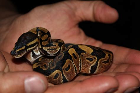11) how big do pied ball pythons get? Baby Royal Pythons