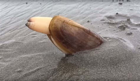 Video This Bizarre Clam Digging In Sand Has Become An Internet