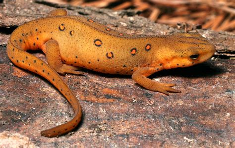 U S Fish And Wildlife Service Restricts Salamander Imports To Protect