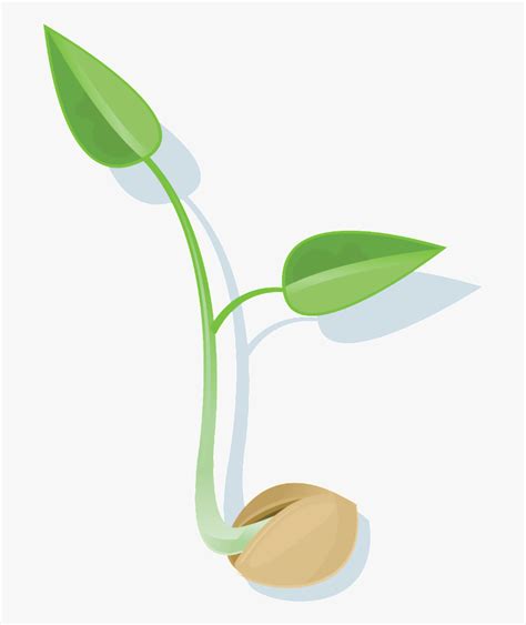 Free Germination Cliparts Download Free Germination Cliparts Png