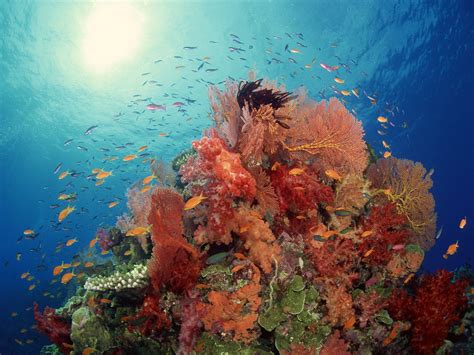 Hintergrundbilder Meer Unterwasser Koralle Korallenriff Biologie