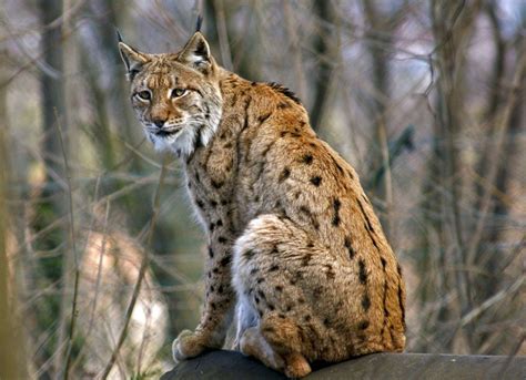 Eurasian Lynx Photo By Martin Urban National Geographic Your Shot