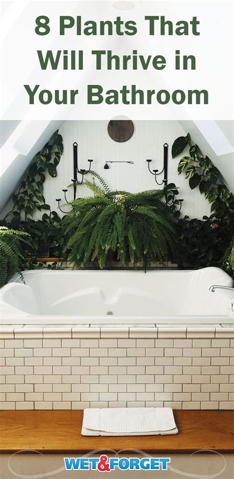 Bathroom Plants That Thrive With Or Without Sunlight In 2020 Easy