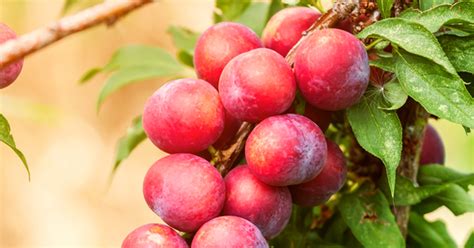 Is Kalanchoe Poisonous To Cats Aspca - Rose Aspca