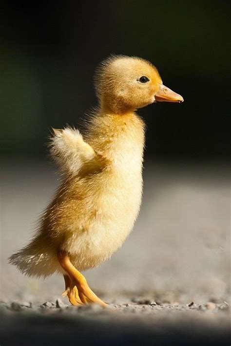 Duck By Robert Adamec On 500px Birds Ducklings Goslings And