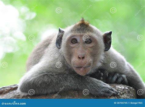 Lazy Monkey Stock Image Image Of Lounge Monkey Furry 30704745