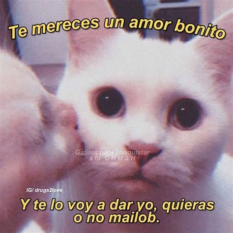 Pin By Zoe Dorva On Amor De Gatito Cute Memes Love Memes Funny Memes