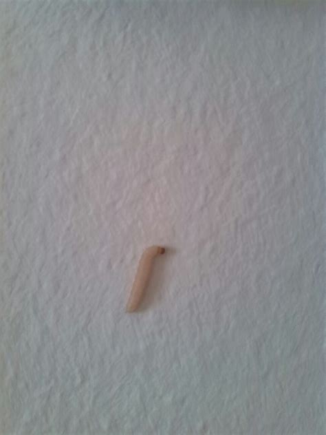My Parents Home Ceiling Its Full Of These Worms What Do I Have To
