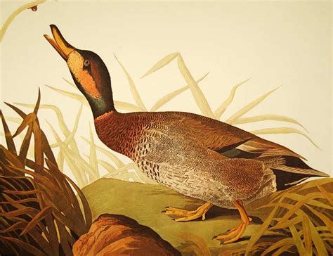 Plate 338 Bimaculated Duck Audubon Amsterdam Print - Audubon Collector