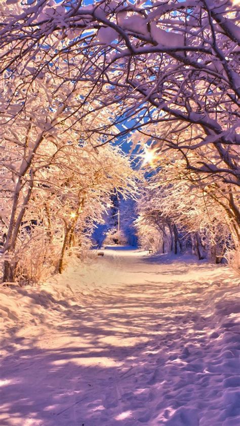 Winter Snow Tree Road Iphone 6 Wallpapers Hd With Images