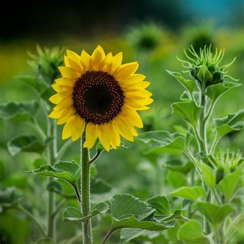 Bulk Black Sunflower Sprout Seeds Bulkherbsandspicecom