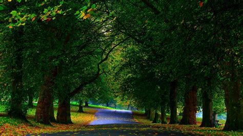 A Path In The Forest Free Photo Download Freeimages