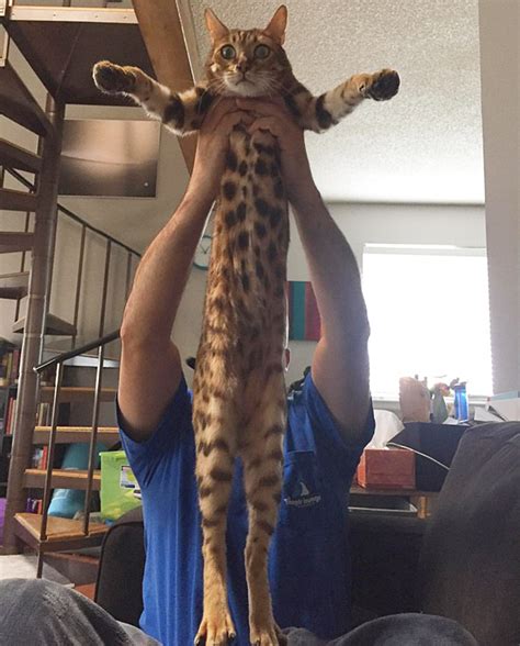B it is a complex concept that must satisfy many interests. People Are Sharing Pics of Their Long Cats