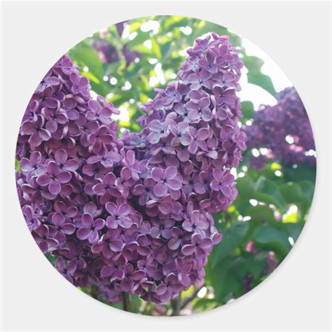 Purple Lilacs Stickers Zazzle