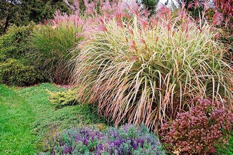 Top Plants That Thrive In Clay Better Homes And Gardens