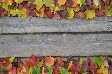 Border Of Colorful Autumn Leaves On Wood Stock Image Image Of Brown