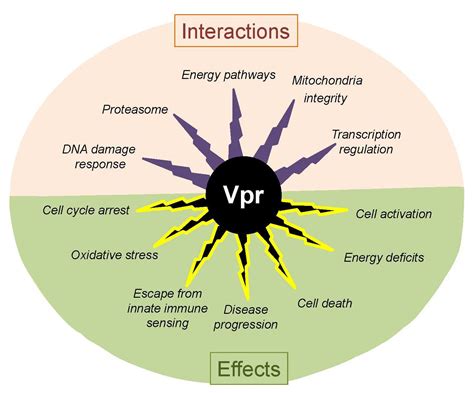 Ijms Free Full Text The Hiv 1 Vpr Protein A Multifaceted Target