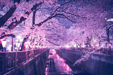 Anime Night Japanese Cherry Blossom Wallpaper 70 4k Ultra Hd Cherry