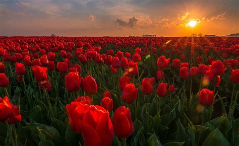 Hd Wallpaper Field Sunset Flowers Tulips Netherlands Buds