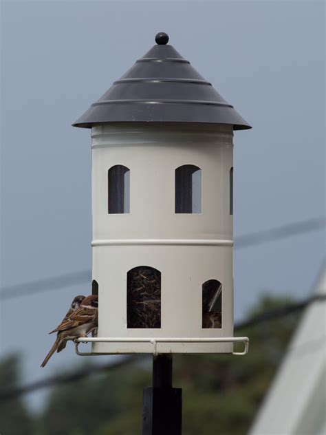 Infeksjoner på grunn av hiv. Kvirrevitt fra en av årets favorittmatere! - Moseplassen