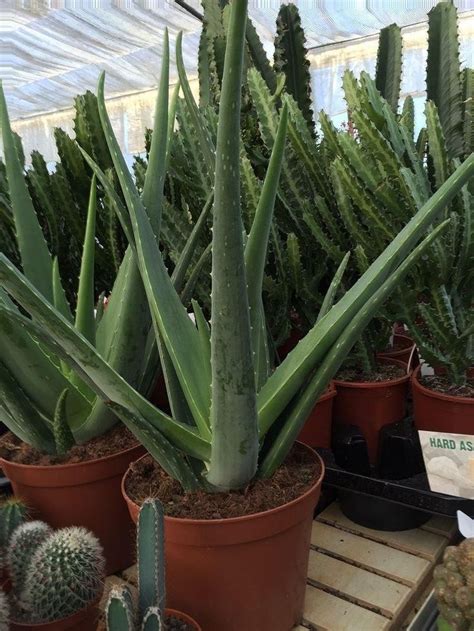 Large Aloe Vera Plant In A 21cm Pot Approx 60cm Tall Perfect Plants
