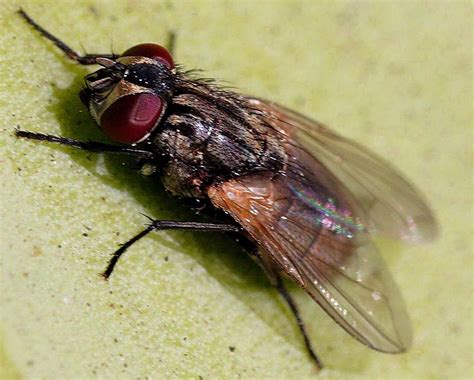 File:Fly insect musca domestica.jpg